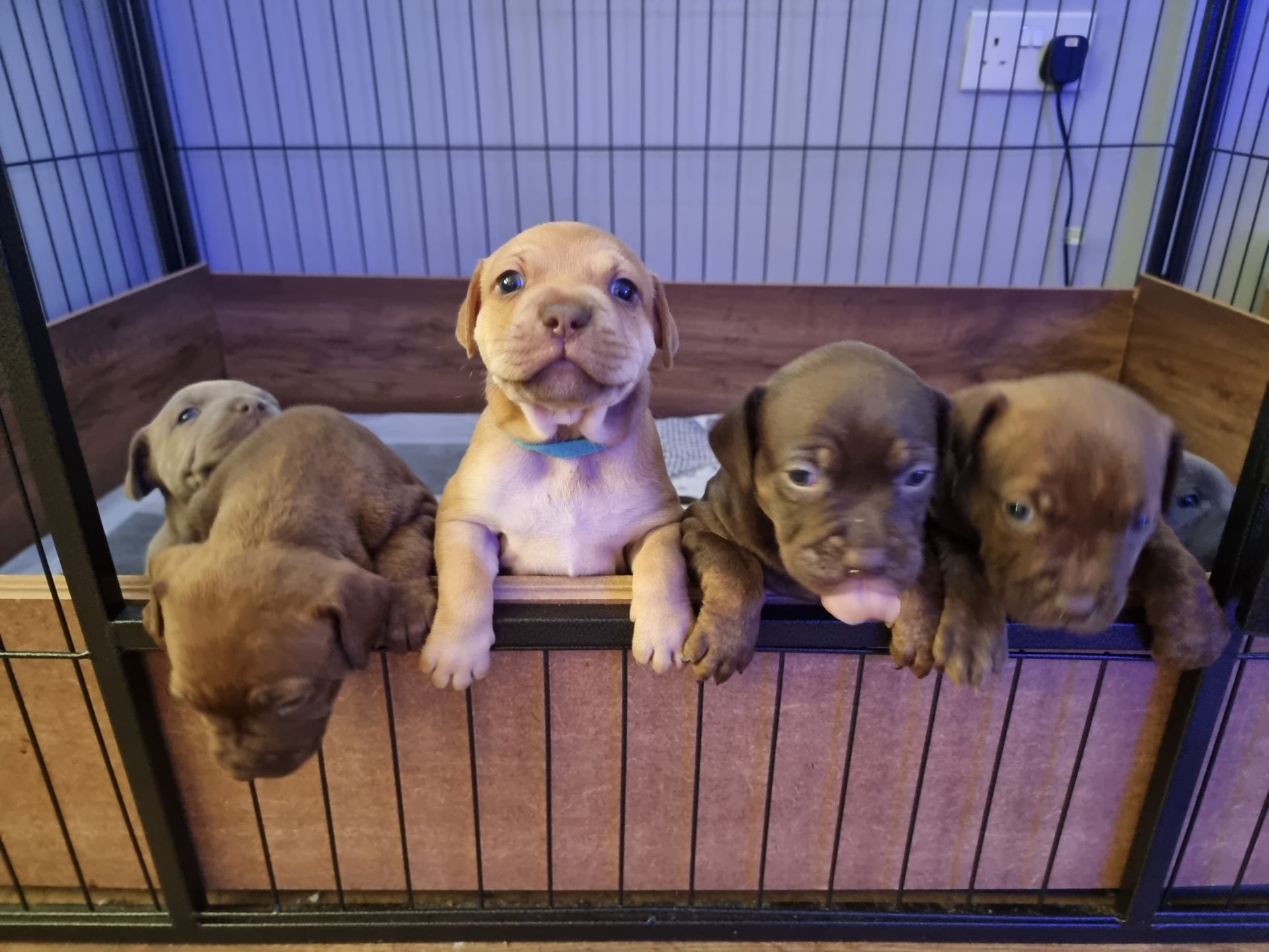 Selling Your Puppies And Finding Them A New Home